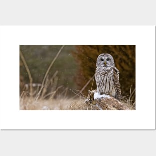 Barred Owl on log Posters and Art